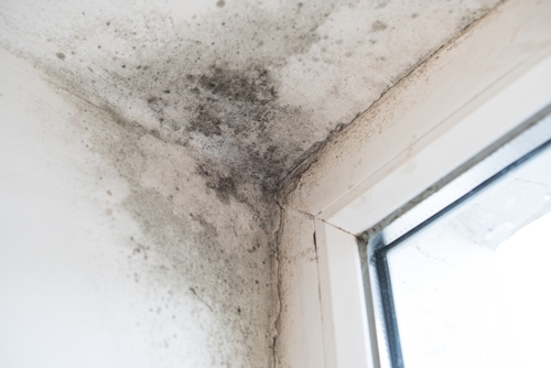 Mould treatment in Kent